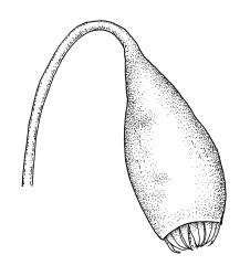 Bryum algovicum var. rutheanum, capsule, dry. Drawn from J.T. Linzey 3124, CHR 516508, and J.T. Linzey 3363, CHR 516505.
 Image: R.C. Wagstaff © Landcare Research 2015 